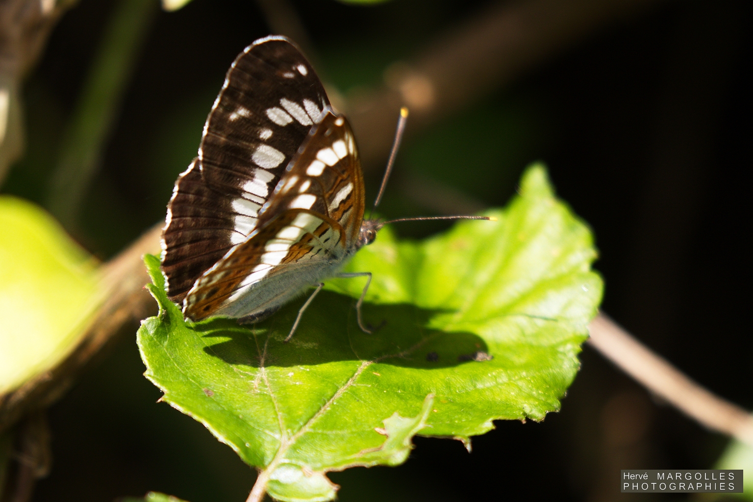 Papillon_Petit Sylvain-02.jpg